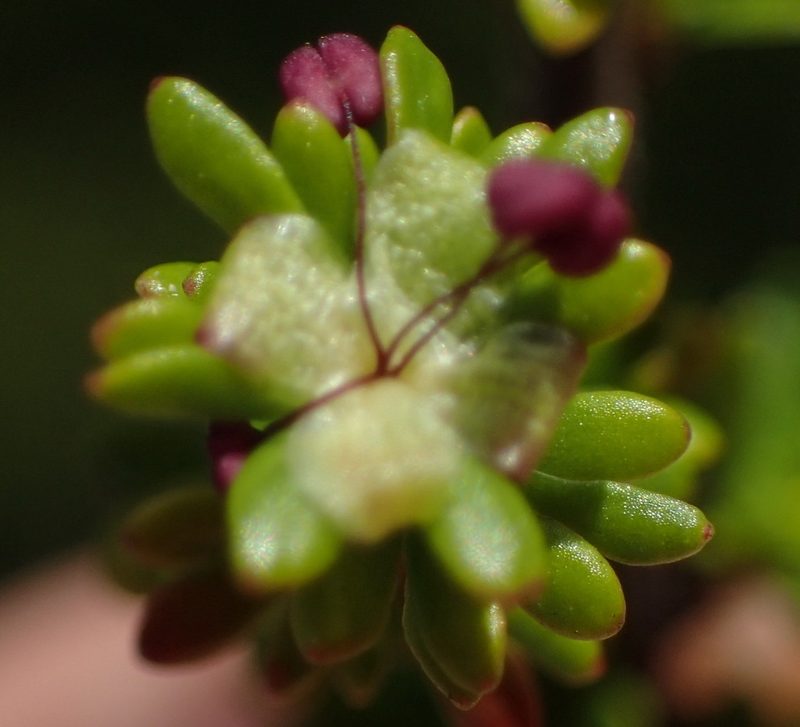 Cliffortia serpyllifolia, photographed by Nicola van Berkel