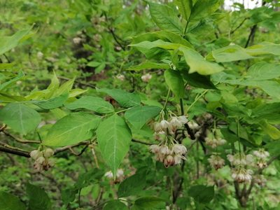 Staphylea pinnata, photographed by Branislav Tej