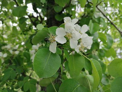 Pyrus communis, photographed by Branislav Tej