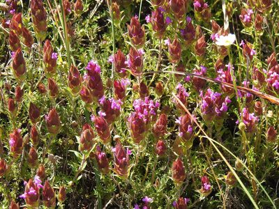 Thymus lotocephalus, photographed by Duarte Frade
