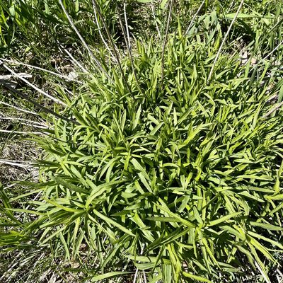 Solidago canadensis, photographed by Jamie VanBuskirk