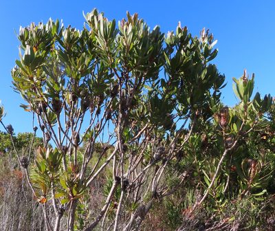 Protea obtusifolia, photographed by linkie