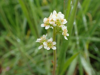 Micranthes integrifolia, photographed by Ellyne Geurts