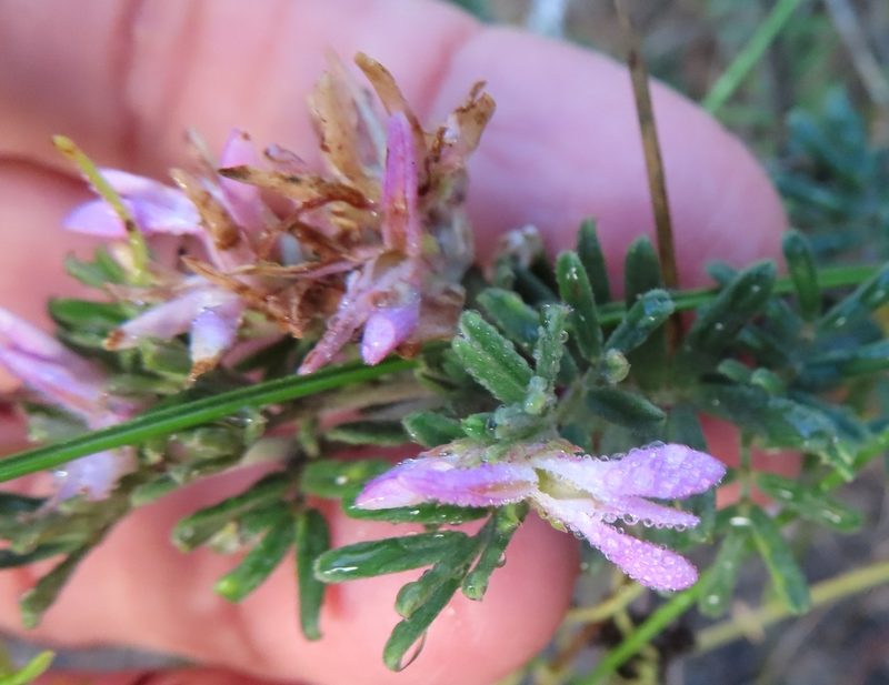 Microcharis praetermissa, photographed by linkie