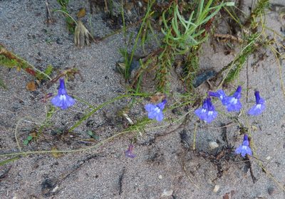 Lobelia setacea, photographed by linkie