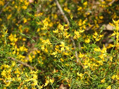 Genista triacanthos, photographed by Duarte Frade