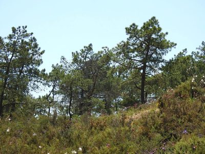 Pinus pinaster, photographed by Duarte Frade