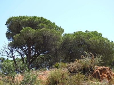 Pinus pinea, photographed by Duarte Frade