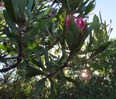 Protea obtusifolia, photographed by linkie