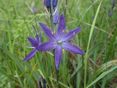 Camassia leichtlinii, photographed by Ellyne Geurts