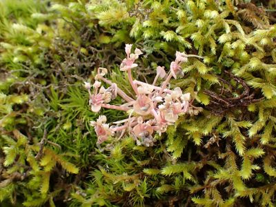 Claytonia exigua, photographed by Ellyne Geurts