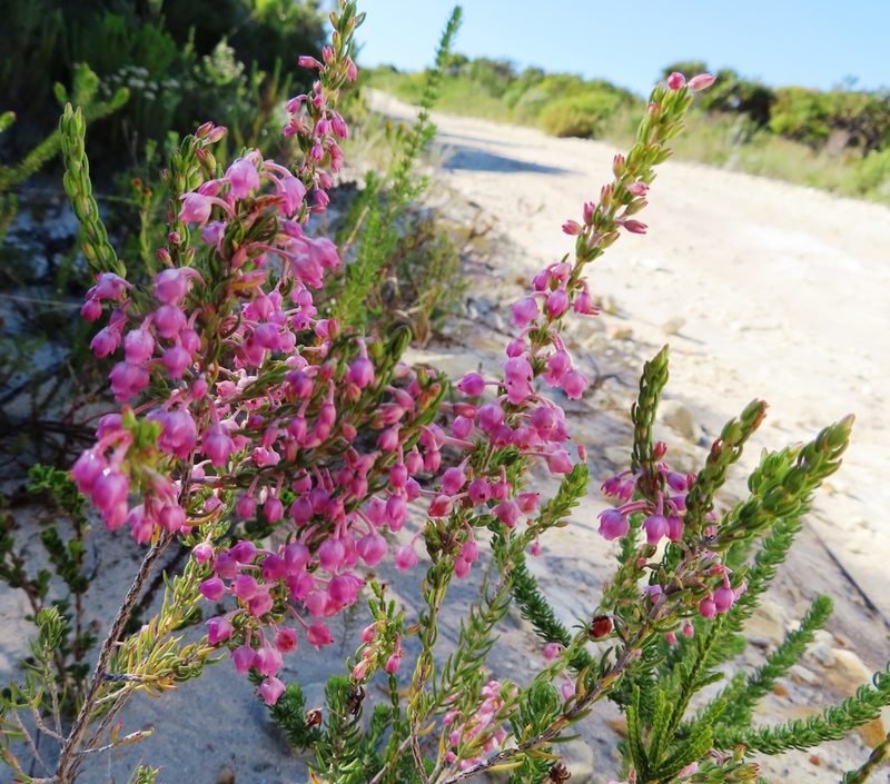 Erica irregularis, photographed by linkie