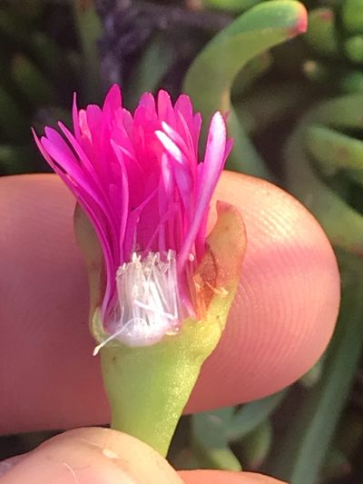 Lampranthus pauciflorus, photographed by Ren Hoekstra