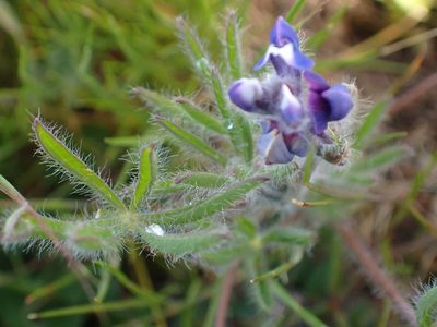 Lupinus bicolor, photographed by Ellyne Geurts