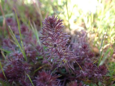 Triphysaria pusilla, photographed by Ellyne Geurts