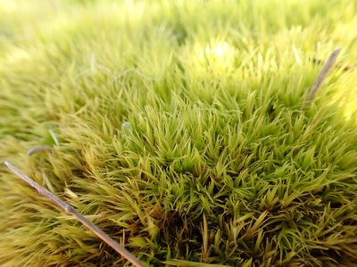 Orthodicranum tauricum, photographed by Ellyne Geurts