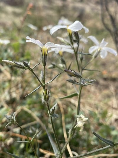 Phlox tenuifolia, photographed by Daniel McNair