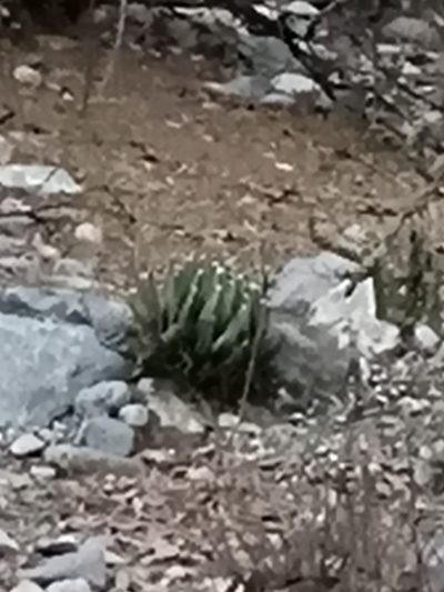 Agave victoriae-reginae, photographed by José Gerardo Velasco