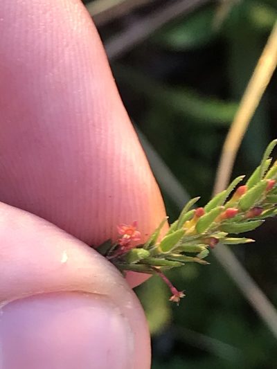 Struthiola parviflora, photographed by Ren Hoekstra