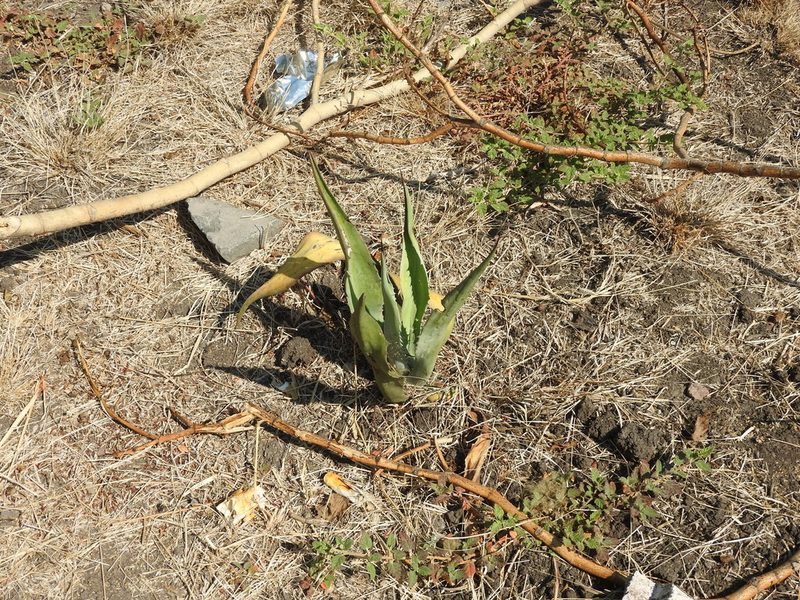 Agave salmiana, photographed by Oscar Alejandro Morales Juárez