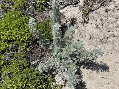 Artemisia pycnocephala