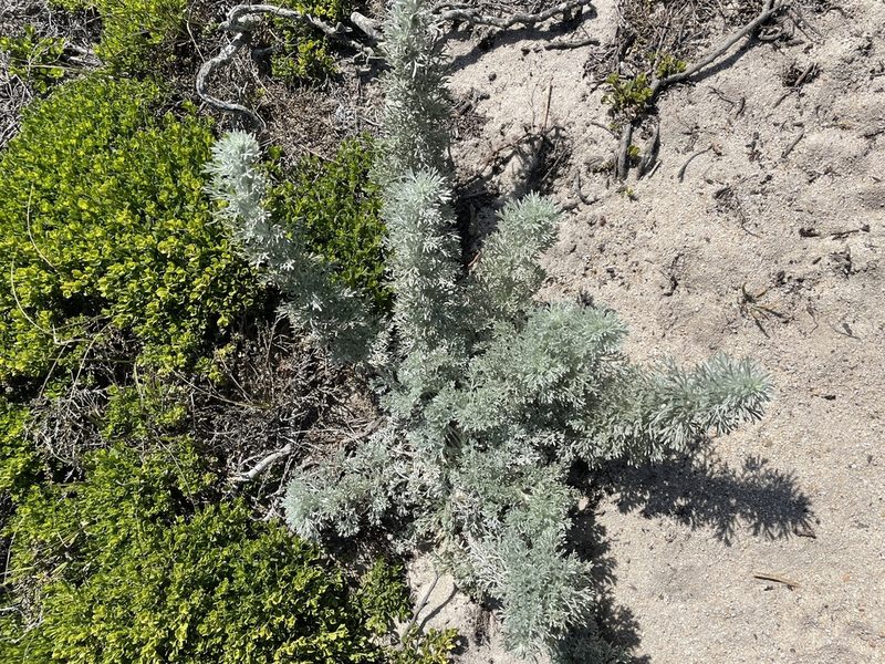 Artemisia pycnocephala, photographed by Daniel Das