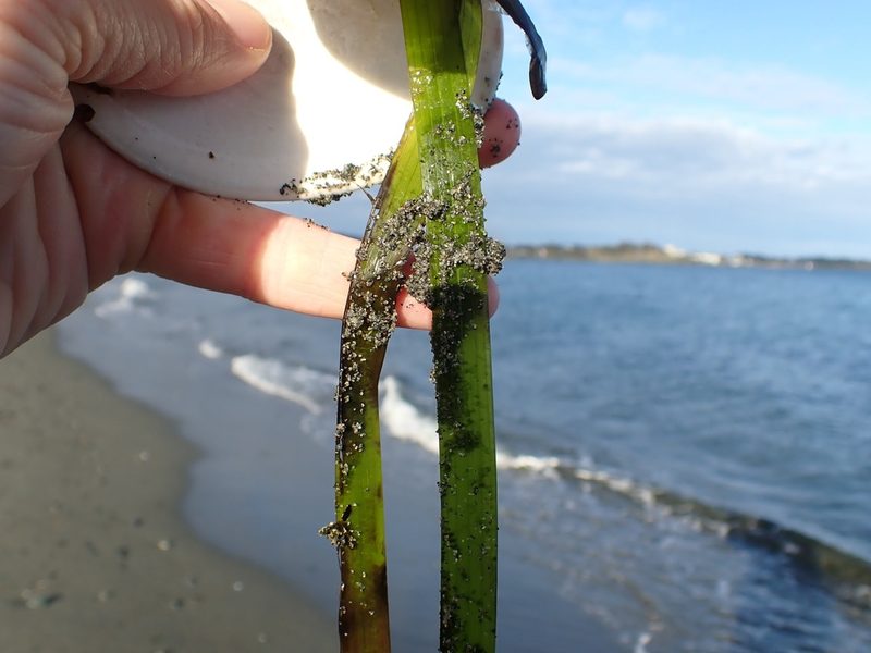 Zostera marina, photographed by Ellyne Geurts