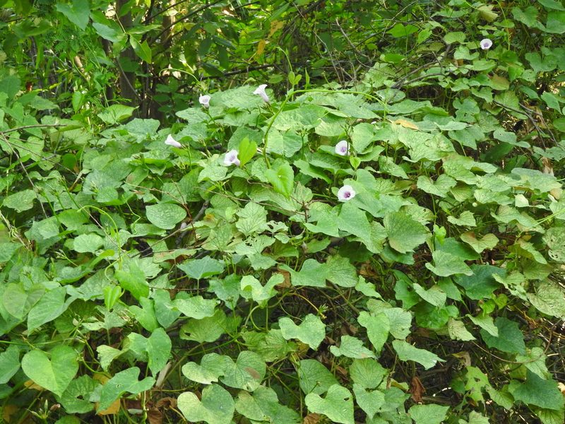 Ipomoea batatas, photographed by Oscar Alejandro Morales Juárez