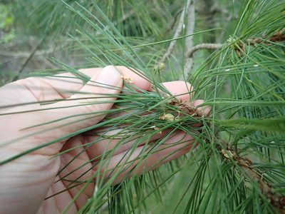 Pinus monticola, photographed by Ellyne Geurts