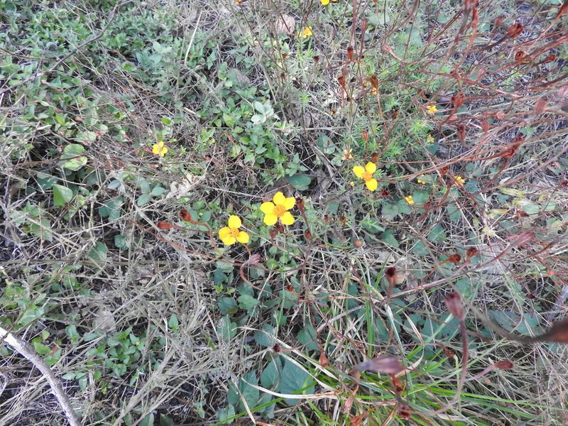 Dyssodia tagetiflora, photographed by Oscar Alejandro Morales Juárez