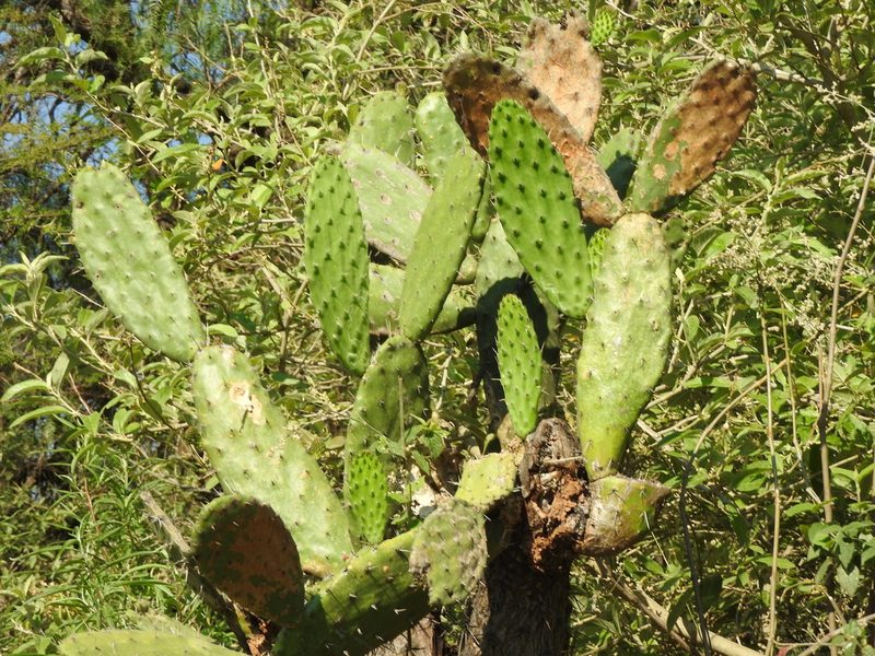Opuntia jaliscana, photographed by Oscar Alejandro Morales Juárez