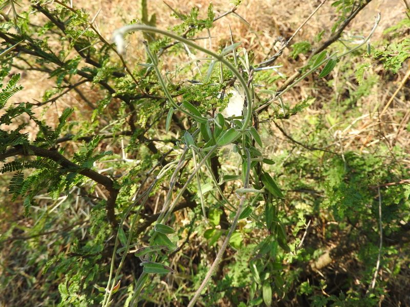 Funastrum elegans, photographed by Oscar Alejandro Morales Juárez