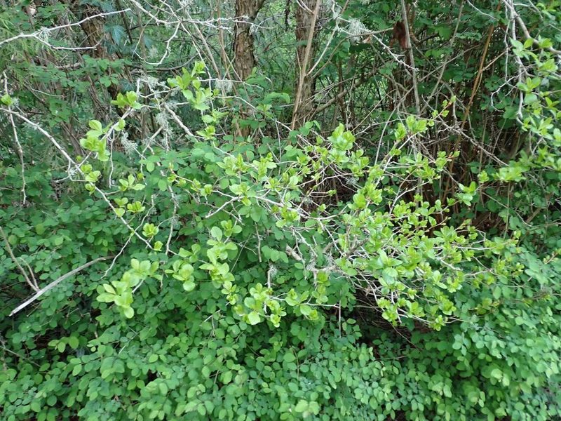 Crataegus douglasii, photographed by Ellyne Geurts