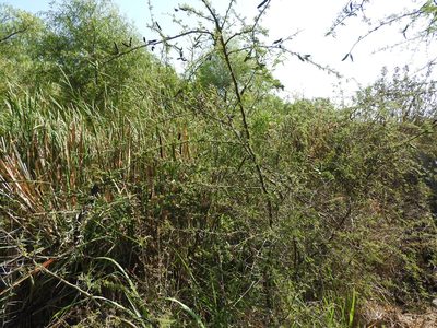 Vachellia farnesiana, photographed by Oscar Alejandro Morales Juárez