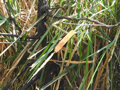 Typha domingensis, photographed by Oscar Alejandro Morales Juárez
