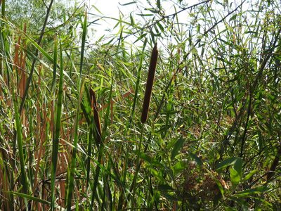Typha domingensis, photographed by Oscar Alejandro Morales Juárez