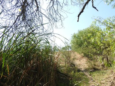 Typha domingensis, photographed by Oscar Alejandro Morales Juárez