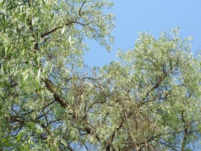Schinus molle, photographed by Oscar Alejandro Morales Juárez