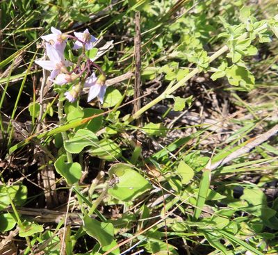 Solanum africanum, photographed by linkie