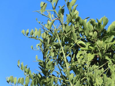 Gymnosporia buxifolia, photographed by linkie
