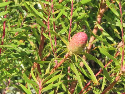 Leucadendron coniferum, photographed by linkie