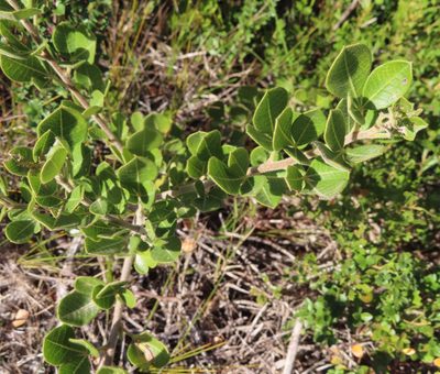 Searsia laevigata, photographed by linkie