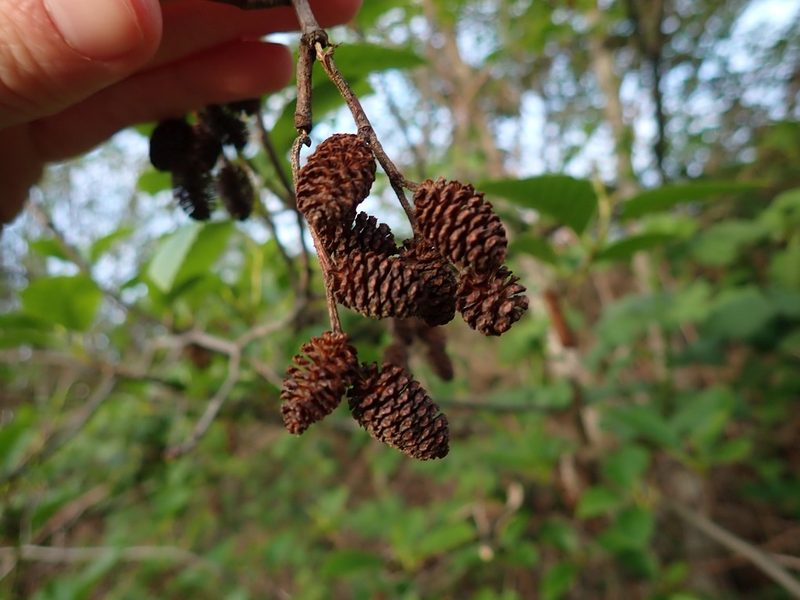 Alnus rubra, photographed by Ellyne Geurts