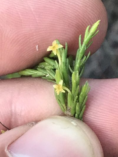 Struthiola parviflora, photographed by Ren Hoekstra