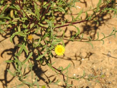 Pulicaria arabica, photographed by Duarte Frade