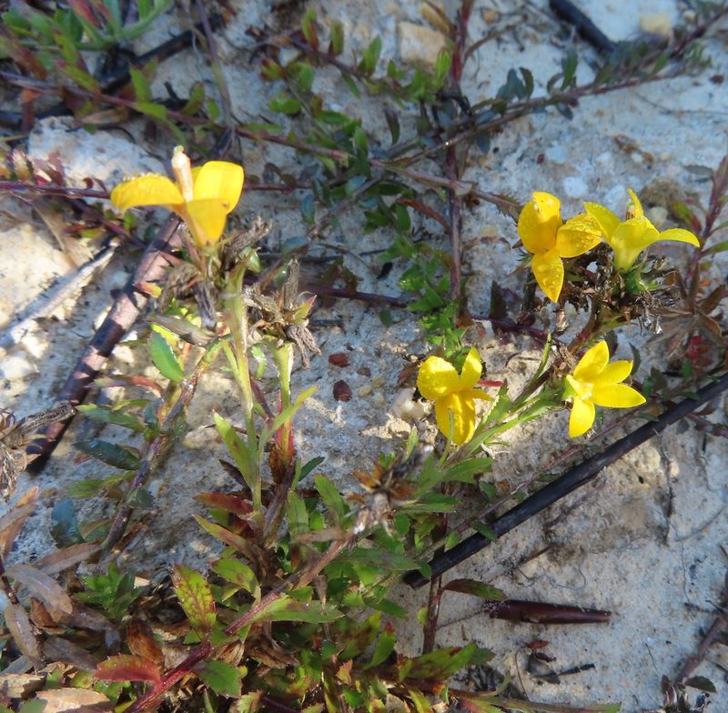 Monopsis lutea, photographed by linkie