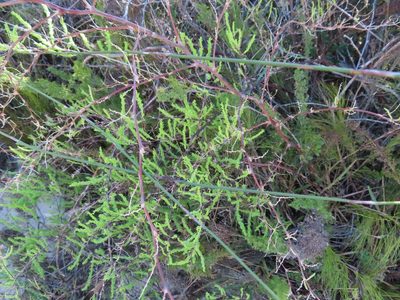 Asparagus rubicundus, photographed by linkie