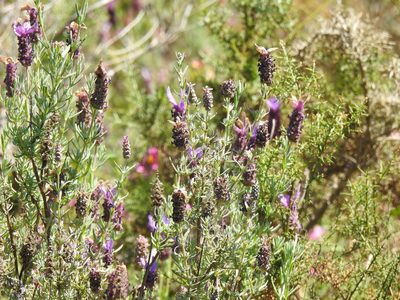 Lavandula stoechas, photographed by Duarte Frade