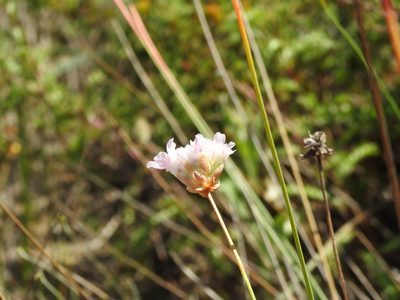 Armeria macrophylla, photographed by Duarte Frade