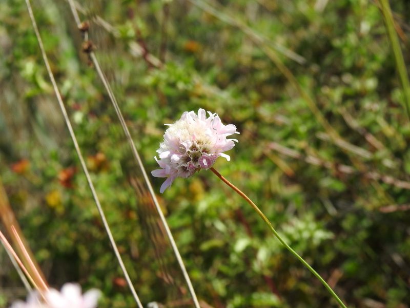 Armeria macrophylla, photographed by Duarte Frade